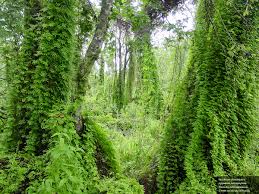 Image result for Lygodium