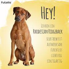 Ridgeback bedeutet so viel wie „gratrücken und verweist auf einen erhöhten fellstreifen auf dem rücken dieser rasse. Pin Auf Fit Und Gesund Gruppenboard Hundeblogger