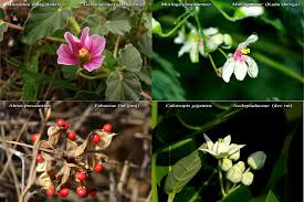 Image result for Monsonia senegalensis