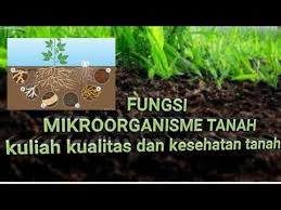Pelayanan medik mandiri (self care and family medical care) = dilaksanakan pribadi/keluarga/kelompok masyarakat. Mikroba Tanah Pdf Pellagragenic Jdsf Pd Osaka Site