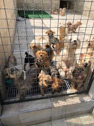Imagens da situação em que eles se encontravam foram postadas nas. Alvaro Leme On Twitter Hoje Conheci O Instituto Luisa Mell Tem 400 Caes E Gatos Como Esses Nenens E Velhinhos Tb Sigam Luisamell Pra Saber Quando Vai Ter Feira De Adocao Https T Co Ih9bzbr4vm