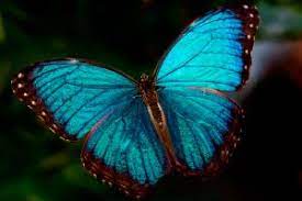 Mariposas Morpho Azules Morpho Azul Mariposas Fotos De Mariposas