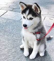 This dog loves to roam and explore, so he needs a nice big yard. Finding The Perfect Dog Name For Your New Best Friend Dogtime Cute Husky Puppies Puppies Cute Baby Dogs