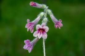 Image result for Scleria rehmannii