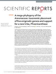 Image result for Dielsiothamnus divaricatus