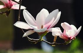 Leaves with undersides like suede riding chaps, tough cones, low limbs grabbing the ground and sprouting, dense roots that crowd out anything that's trying to grow. Chemistry Of Love The Scent Of Magnolia And Jasmine Effected On Human Brains Steemit