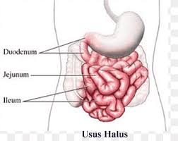 The undigested food enters the large intestine to get excreted. Ileum Png Pngwing