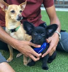 Em sua última postagem no instagram, feita no sábado (1), marta pede ajuda dos fãs para que contribuam com uma campanha em prol da cirurgia de um bebê que sofre de atrofia muscular espinhal. Chihuahuas Zoe E Zeca As Companhias Favoritas Da Jogadora Marta