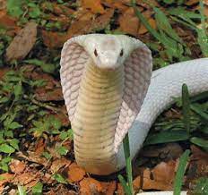 Breeder S Choice Deadly Animals Albino Animals Dangerous Animals