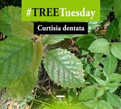 Image result for Priva curtisiae