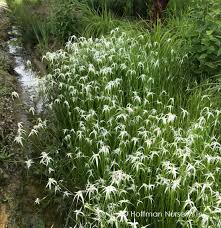 Image result for Rhynchospora rugosa