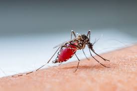 Image result for Malaria