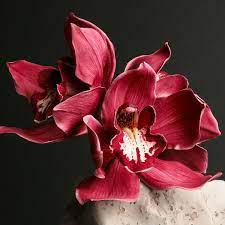 Cymbidium Cricket Flour Best Flower Wallpaper
