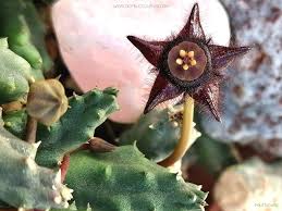 Image result for Duvalia