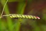 Image result for Urochloa subulifolia