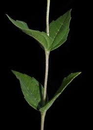 Image result for Aspilia natalensis