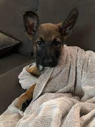 A gsd belgian malinois mix puppy can cost between $500 and $2000. My New 9 Week Old German Shepherd Belgian Malinois Mix My Dream Dog Aww