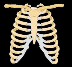 It consists of the ribs, the sternum, and the thoracic vertebrae, to which each pair articulates with a different thoracic vertebra on the posterior side of the body. Rib Cage Human Body Pictures Diagrams Science For Kids