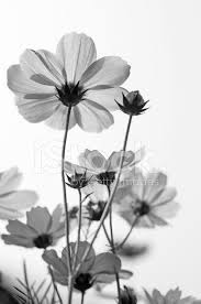 Einfach ihre motive hochladen und nach wahl mit eigenen texten versehen. D Arte In Bianco E Nero Del Fiore Fotografie Stock Freeimages Com