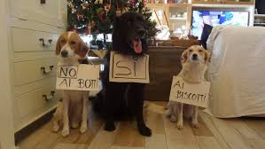 No ai botti si ai biscotti. Animali A Capodanno No Ai Botti E Fuochi D Artificio Animali Blog
