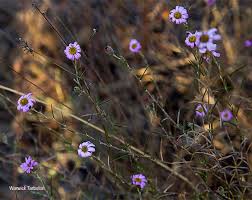 Image result for Athrixia