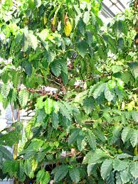 Image result for Coffea sp. A