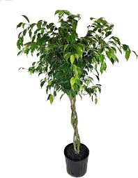 Image result for Ficus conraui