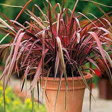 Image result for Phormium