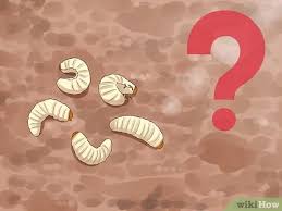 Check spelling or type a new query. How To Get Rid Of Grubs 11 Steps With Pictures Wikihow