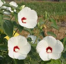 Image result for Hibiscus ludwigii
