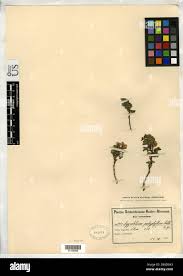 Image result for Argyrolobium tomentosum