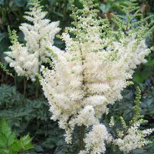 Astilbe hybrid cultivar `white wings`. Astilbe Chinensis Vision In White