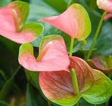 Pin On Flowers