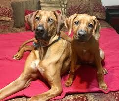 These rhodesian ridgeback puppies located in florida come from different cities, including, largo. Rhodesian Ridgeback Club Of North Florida Home Facebook