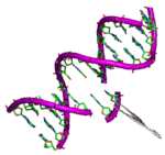 Transgenic animals are the ones whose dna has been manipulated in such a way that they can possess and express an extra foreign gene. Genetic Engineering Techniques Wikipedia