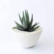 Zebra Plant 2 Inch Haworthia Fasciata Live Succulent Plant Indoor Plant House Plant In 2021 Zebra Plant Plants Planting Succulents