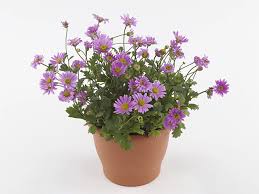 Image result for Embelia multiflora