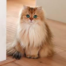 See all british longhair mixed cat breed characteristics below! Golden British Longhair Cat Beautiful Cats Baby Cats Cats