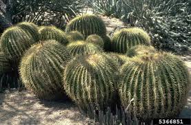 The leaves and stems of many desert plants have a thick, waxy covering. Adaptations For Barrel Cactus Miss Chen Garden Manage Gfinger Es La App De Jardineria Mas Profesional