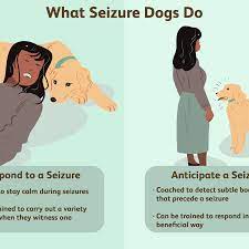 How Seizure Dogs Help People With Epilepsy