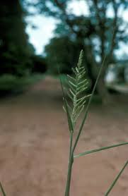 Image result for Echinochloa pyramidalis