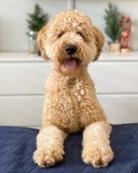 We would like to show you a description here but the site won't allow us. How To Trim A Goldendoodle S Face 2021 We Love Doodles