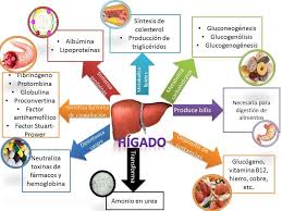 El Nino Que Descudrio La Iridiologia Google Search Nutricion Humana Cosas De Enfermeria Higado Anatomia