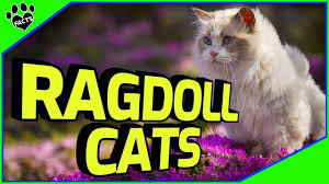 Zillow has 5,882 homes for sale in los angeles ca. Ragdoll Kittens For Sale California Craigslist 08 2021