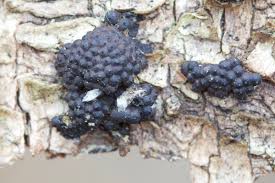 Image result for Hypoxylon multiforme