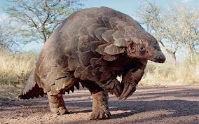 Pangolins are the world's only scaly mammal. Pangolins 13 Facts About The World S Most Hunted Animal