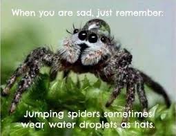 31 Wholesome Memes Comics That Ll Keep Your Glass Half Full Jumping Spider Spiders Funny Cute Animals