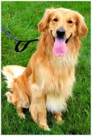 Maybe you would like to learn more about one of these? 110 Golden Retriever Rescue Ideas Golden Retriever Rescue Golden Retriever Rescue