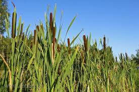Image result for Typha latifolia