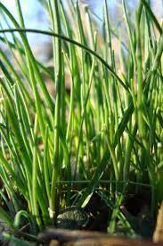 Edible Wild You Can Eat Wild Onion Grass And Wild Garlic Wild Onions Wild Garlic Chives Plant